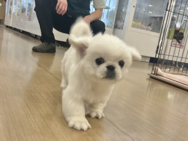 ペキニーズ