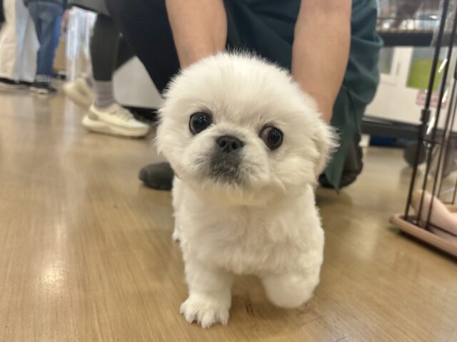 ペキニーズ