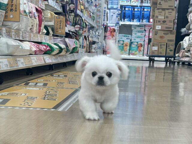 ペキニーズ