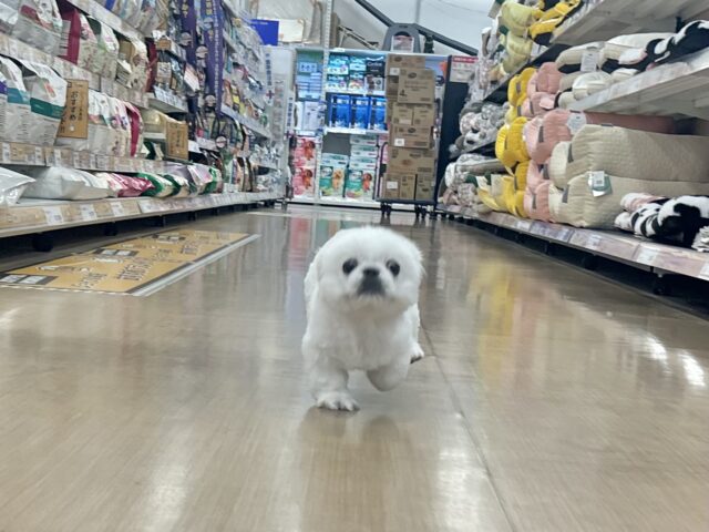 ペキニーズ