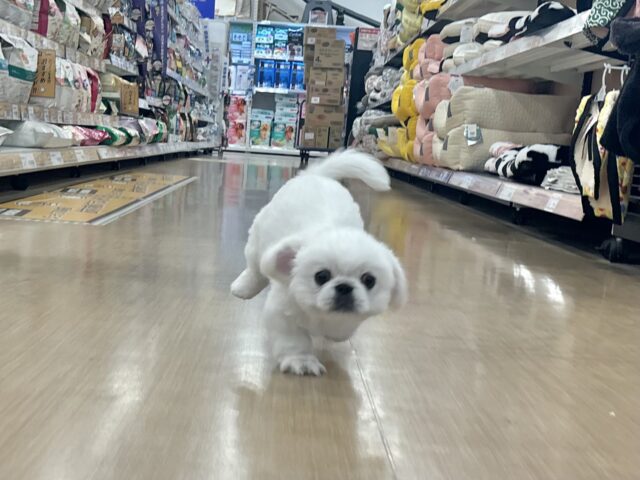 超ホヤホヤ最新画像✨ドタバタ〜走るよ〜オイラが〜🎶ペキニーズくん! ペキニーズ