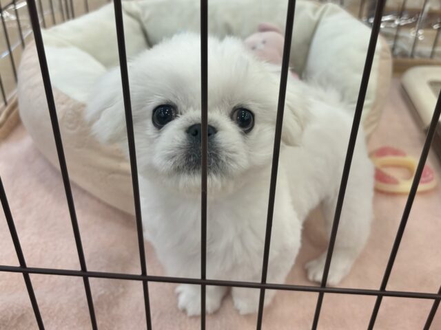 ペキニーズ