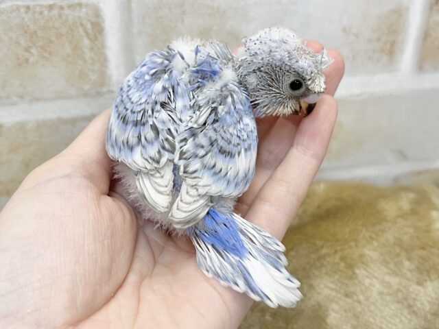 自慢の前髪育ててます💇✨ 梵天セキセイインコ(ブルースパングル) 梵天セキセイインコ
