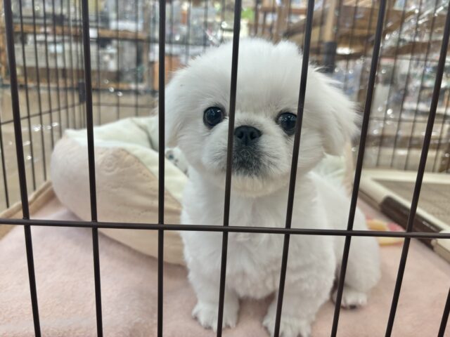ペキニーズ