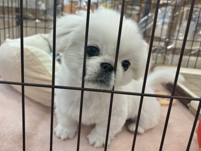 ペキニーズ