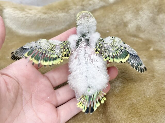 定番人気のグリーンカラー🎶🍀 セキセイインコ(オパーリン) セキセイインコ