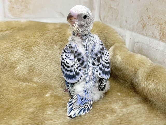 最新画像になります☆可愛さ溢れるお宝さん🩵✨ セキセイインコ(ブルーオパーリン) セキセイインコ