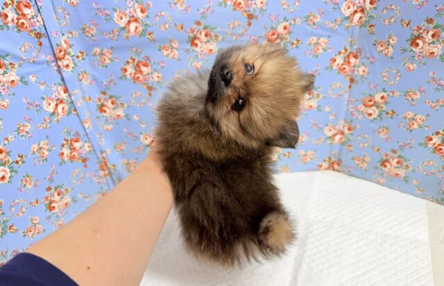 ポメラニアン