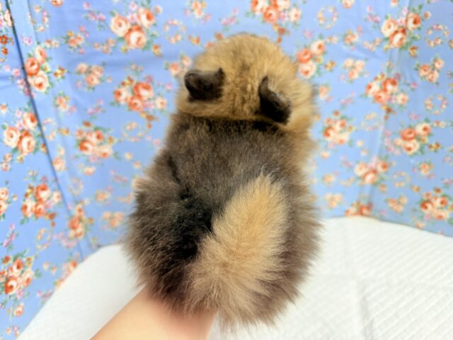 ポメラニアン