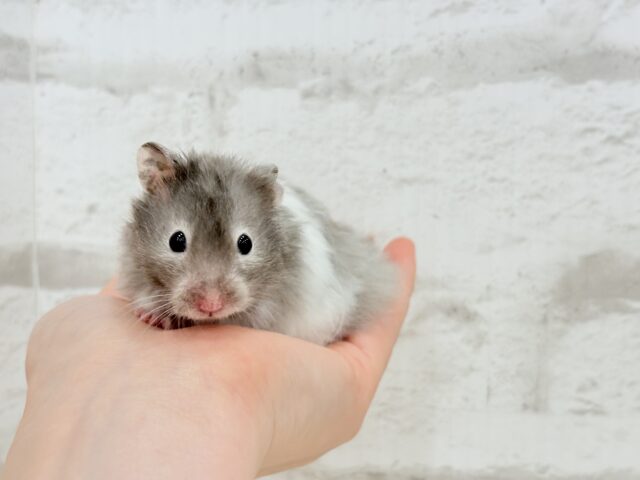 【最新画像更新🪄】土浴び大好き♡食いしん坊♡セーブルハムスター(男の子) ゴールデンハムスター