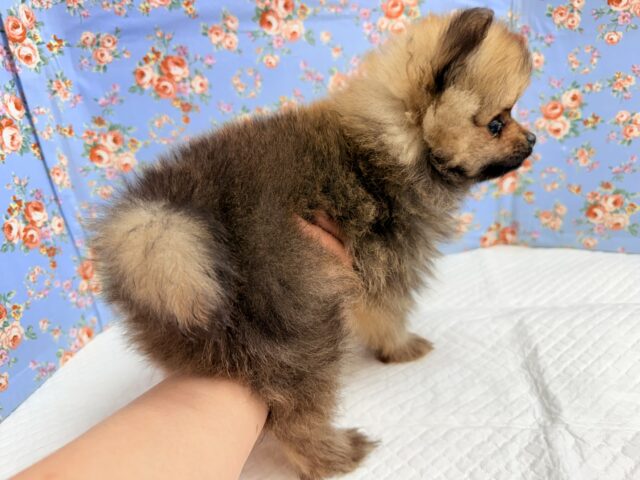ポメラニアン
