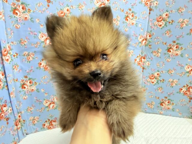 ポメラニアン