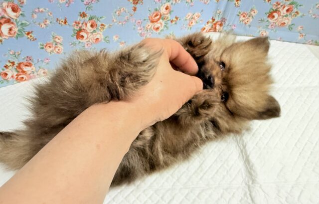 ポメラニアン