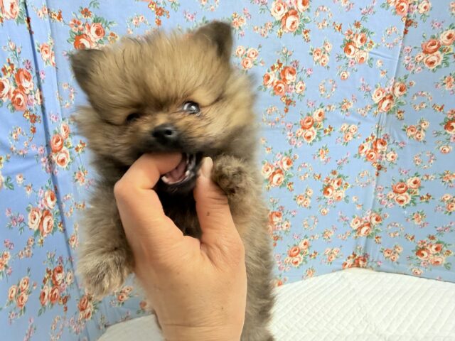 ポメラニアン