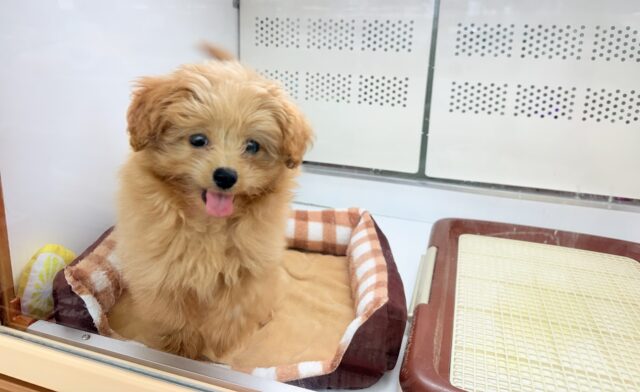 ハーフ犬(ポメラニアン×トイプードル)女の子♪緊張しちゃうけど慣れると?? ポメプー