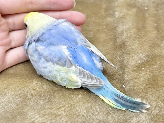 かわかわレインボー💕🌈 セキセイインコ(パステルレインボー) セキセイインコ