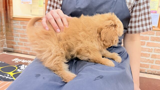 ハーフ犬(ポメラニアン×トイプードル)女の子♪緊張しちゃうけど慣れると?? ポメプー