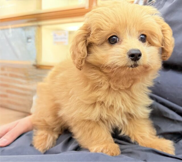 ハーフ犬(ポメラニアン×トイプードル)女の子♪緊張しちゃうけど慣れると?? ポメプー