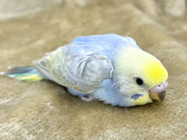 かわかわレインボー💕🌈 セキセイインコ(パステルレインボー) セキセイインコ
