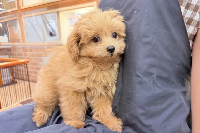 ハーフ犬(ポメラニアン×トイプードル)女の子♪緊張しちゃうけど慣れると?? ポメプー