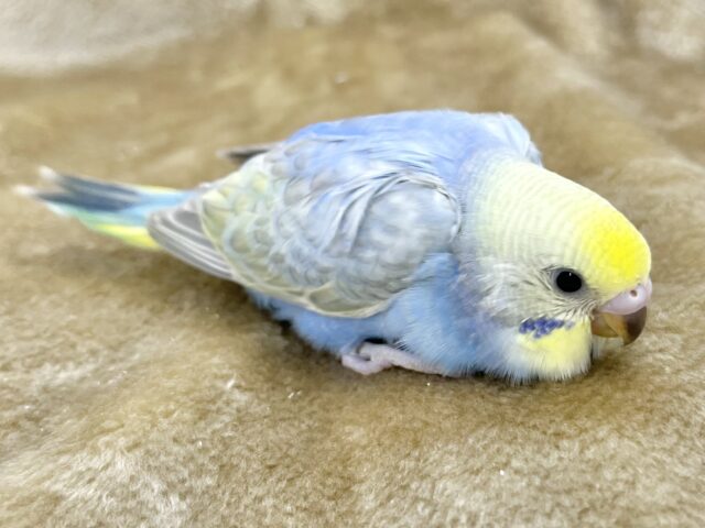 かわかわレインボー💕🌈 セキセイインコ(パステルレインボー) セキセイインコ