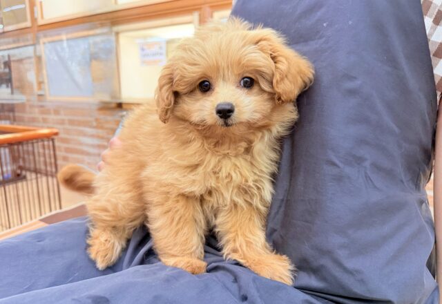 ハーフ犬(ポメラニアン×トイプードル)女の子♪緊張しちゃうけど慣れると?? ポメプー