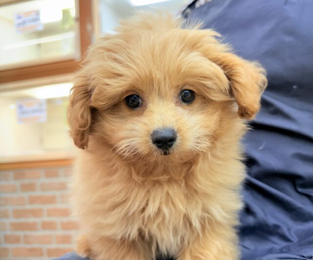 ハーフ犬(ポメラニアン×トイプードル)女の子♪緊張しちゃうけど慣れると?? ポメプー