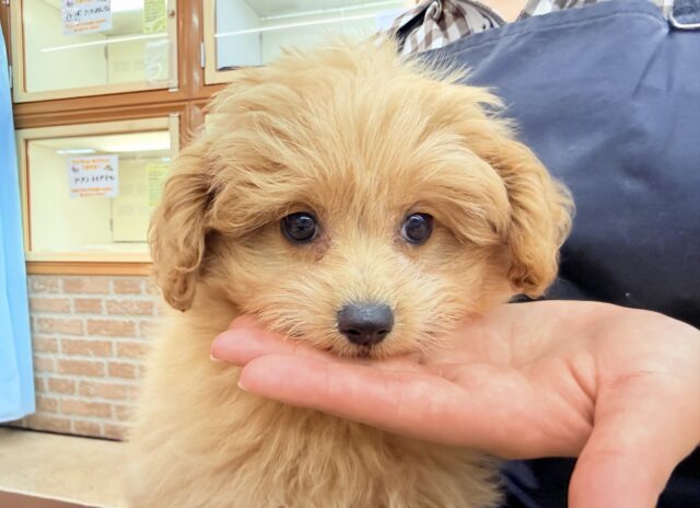 ハーフ犬(ポメラニアン×トイプードル)女の子♪緊張しちゃうけど慣れると?? ポメプー