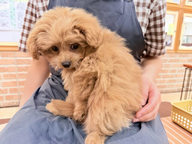 ハーフ犬(ポメラニアン×トイプードル)女の子♪緊張しちゃうけど慣れると?? ポメプー