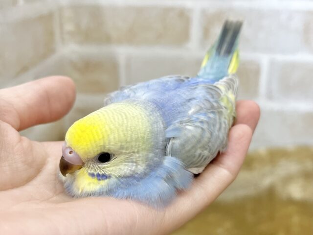 かわかわレインボー💕🌈 セキセイインコ(パステルレインボー) セキセイインコ