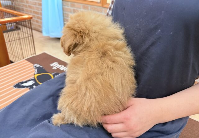 ハーフ犬(ポメラニアン×トイプードル)女の子♪緊張しちゃうけど慣れると?? ポメプー