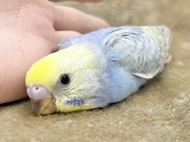 かわかわレインボー💕🌈 セキセイインコ(パステルレインボー) セキセイインコ