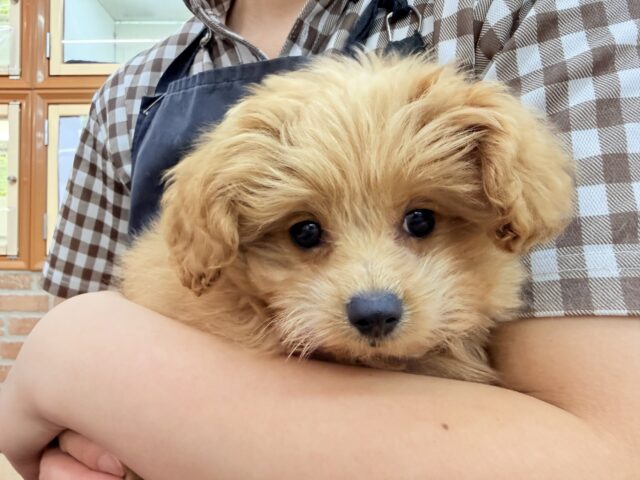 ポメプー