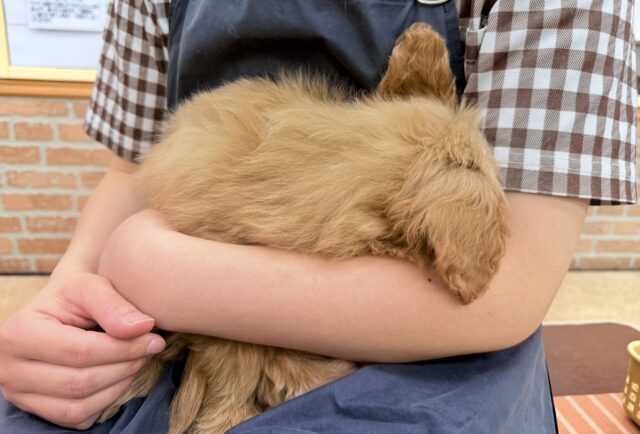 ハーフ犬(ポメラニアン×トイプードル)女の子♪緊張しちゃうけど慣れると?? ポメプー