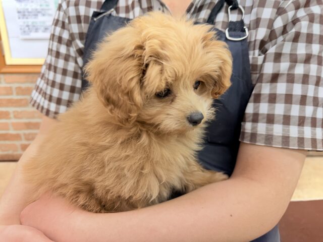 ハーフ犬(ポメラニアン×トイプードル)女の子♪緊張しちゃうけど慣れると?? ポメプー
