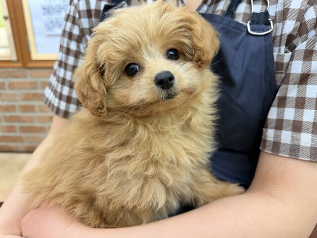 ポメプー