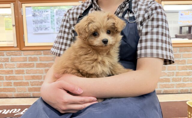 ハーフ犬(ポメラニアン×トイプードル)女の子♪緊張しちゃうけど慣れると?? ポメプー