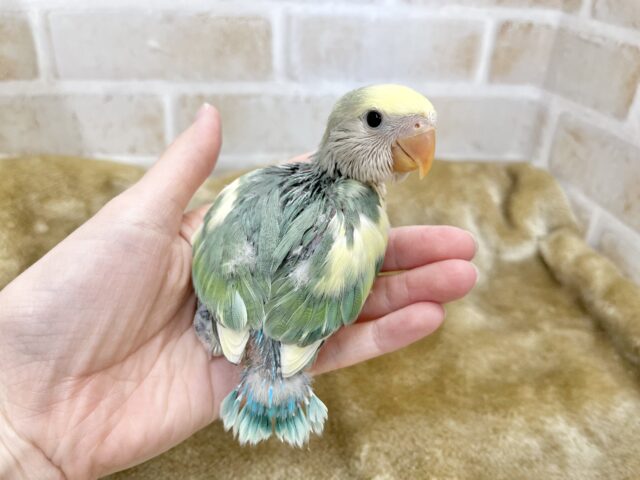 最新画像になります☆遊ぶお尻が可愛いね💙🍒 コザクラインコ(ブルーチェリーパイド) コザクラインコ(小桜インコ)