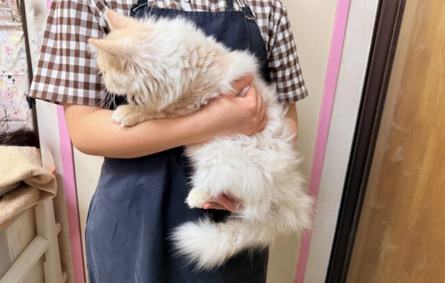 最新画像📸ラガマフィン(クリームタビー)男の子♫肩乗りにゃんこになりました〜 ラガマフィン