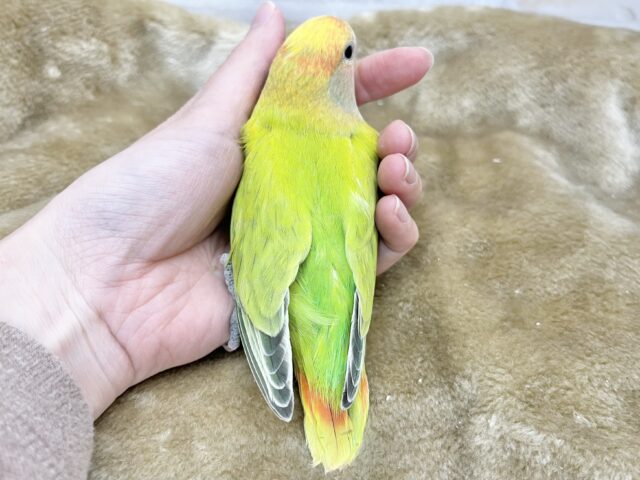 最新画像になります☆キレイなライトグリーン💚✨ コザクラインコ(オパーリンタイガー) コザクラインコ(小桜インコ)