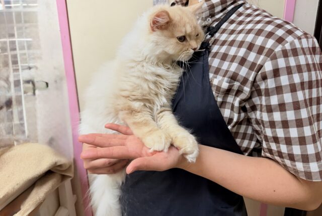 最新画像📸ラガマフィン(クリームタビー)男の子♫肩乗りにゃんこになりました〜 ラガマフィン