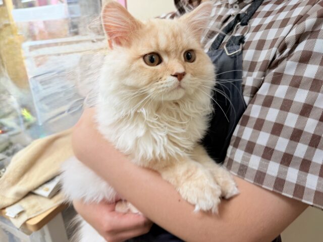 最新画像📸ラガマフィン(クリームタビー)男の子♫肩乗りにゃんこになりました〜 ラガマフィン