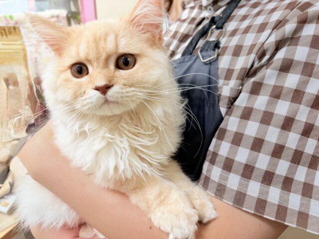 最新画像📸ラガマフィン(クリームタビー)男の子♫肩乗りにゃんこになりました〜 ラガマフィン