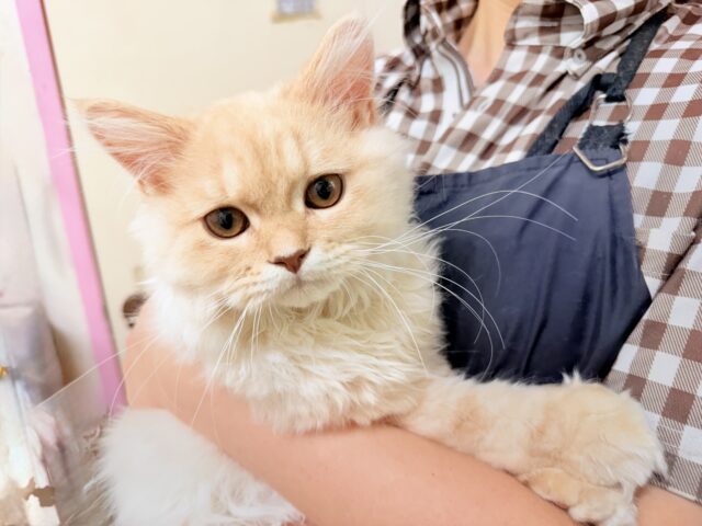 最新画像📸ラガマフィン(クリームタビー)男の子♫肩乗りにゃんこになりました〜 ラガマフィン