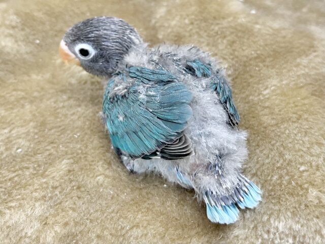 最新画像になります☆おめめがあったらミラクル~♪👀💙✨ ボタンインコ(ブルー) ブルーボタンインコ