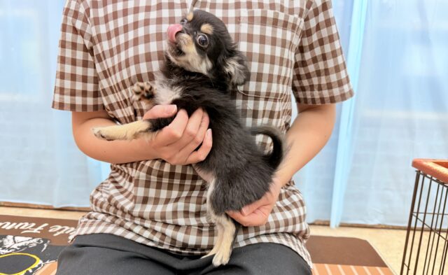 チワワ