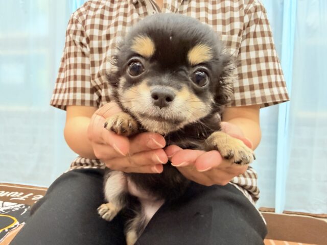 チワワ