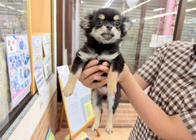 チワワ