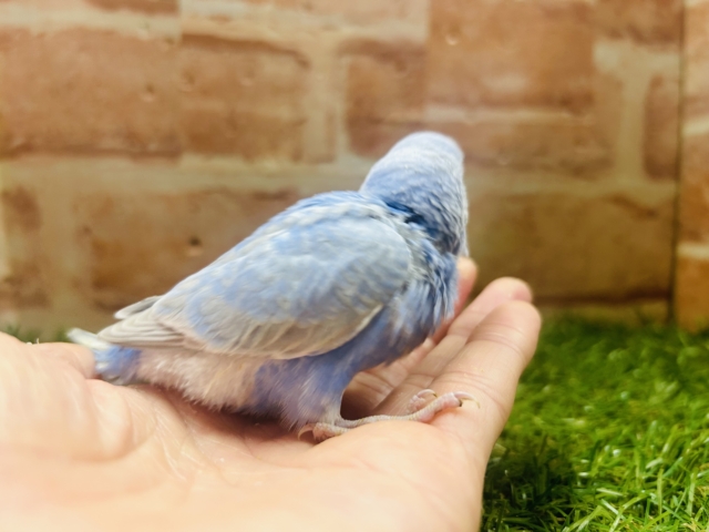 ブルースパングルカラーのセキセイちゃんがやってきましたよ~💙💙💙 セキセイインコ セキセイインコ
