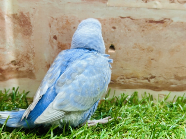 ブルースパングルカラーのセキセイちゃんがやってきましたよ~💙💙💙 セキセイインコ セキセイインコ